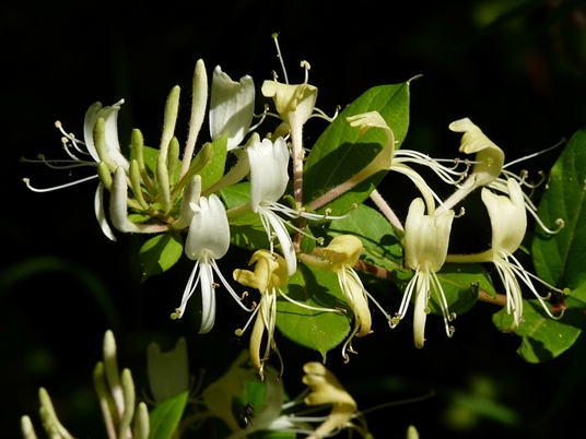{Lonicera japonica}